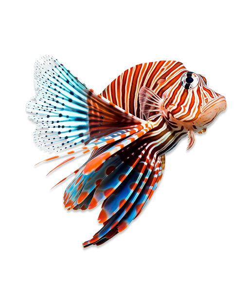 Fish decoration